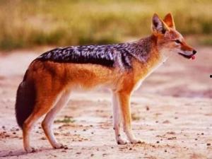 头狼爆料最新内容,揭秘娱乐圈最新动态，独家爆料震惊业界！